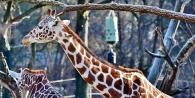Жираф — толкование сна по сонникам
