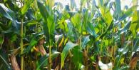 Кукурузные палочки: особенности производства, польза и вред
