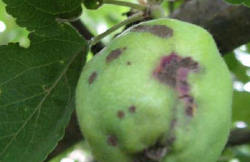 Яблони болезни и лечение с фото описание