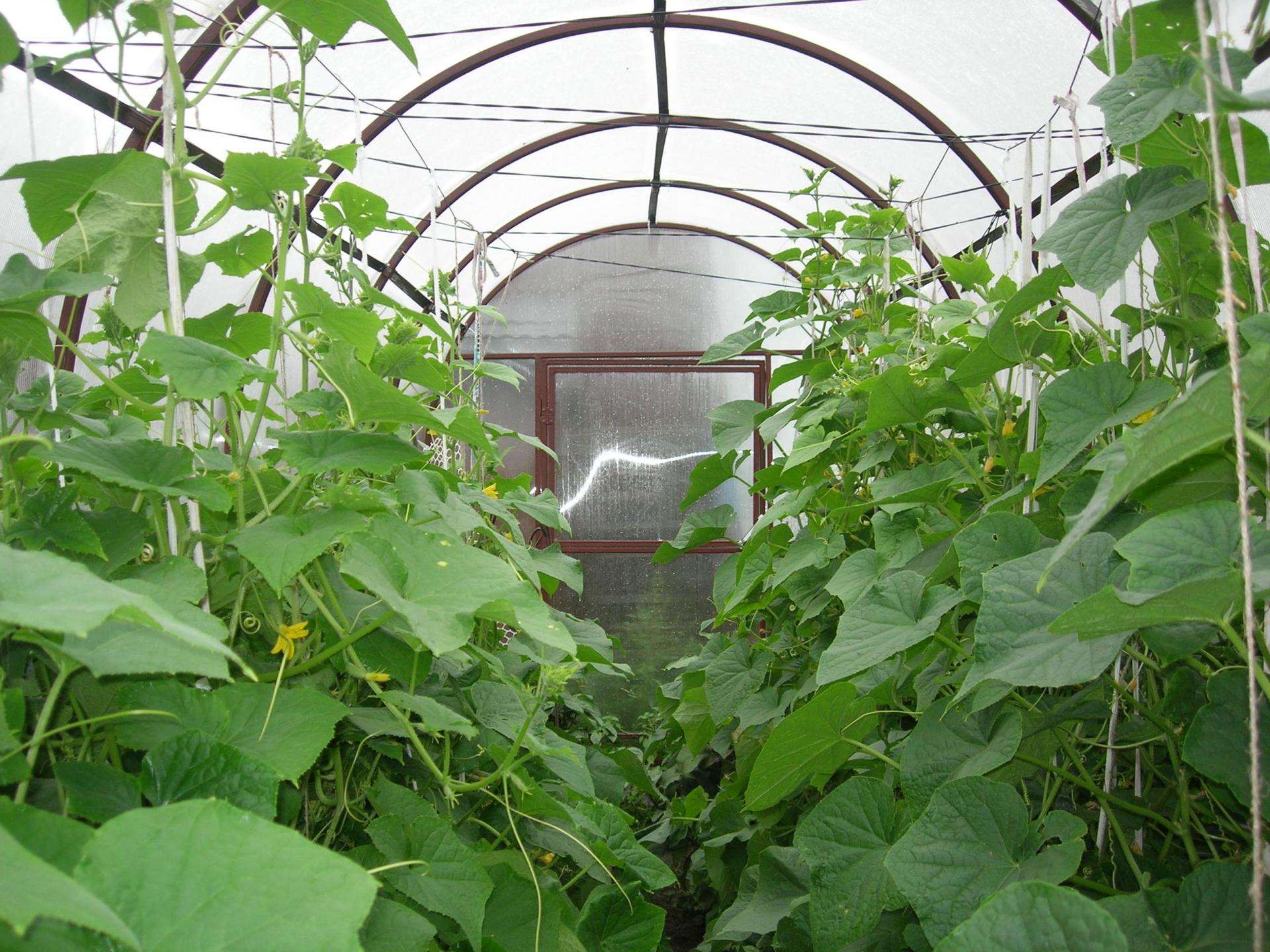 Paraziták uborka az üvegházban - Az uborka termesztése házikertben