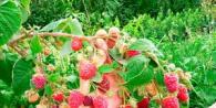 How to prune repair raspberries for winter and spring