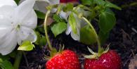 Varieties of remontant strawberries