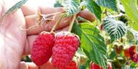 Raspberries: planting and care in the open field
