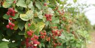 Raspberries: growing, planting and caring for raspberries