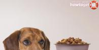 The dog refuses dry food: what to do?