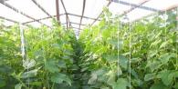 Greenhouse business plan for growing cucumbers: an example with calculations