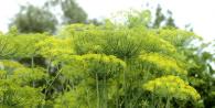 Cultivation of dill Further care of dill