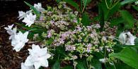 Hydrangea Eternal Summer - variety description, planting and care