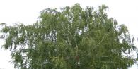 White-trunked birch: why it cannot be planted near the house