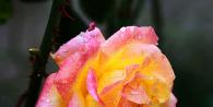 “Autumn Rose” by A. Fet.  “Autumn Rose”, analysis of the poem by Fet Fet autumn rose analysis