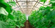 Growing cucumbers in a greenhouse (business plan)
