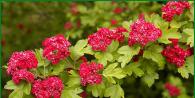 Planting and growing hawthorn at their summer cottage