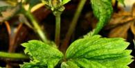 Ways to protect strawberries from pests and diseases, methods of control and safety measures How to save strawberries from pests