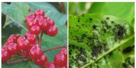 Pests, diseases and control measures Diseases of the red viburnum tree