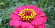 Modest and charming zinnias