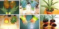 How to plant a pineapple at home - two ways
