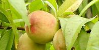 The best early ripe varieties of peach