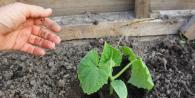 When to plant seedlings of cucumbers Auspicious days for sowing cucumbers