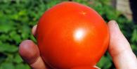 Si të kujdeseni për domatet nën film