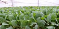 Why do cabbage seedlings turn yellow and dry out and what to do? Cabbage leaves are drying, what to do