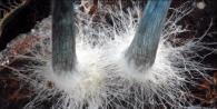 Growing mycelium on sticks