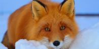 What does it mean to see a fox in a dream?