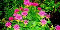 Monarda, planting and care in the open field