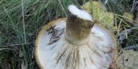 How to avoid poisoning from mushrooms - expert advice