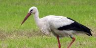Dream Interpretation: Why do you dream about a stork?