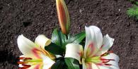 Varieties of lilies: Asian, terry, undersized, tall, white