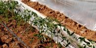 How to grow tomatoes under covering material?