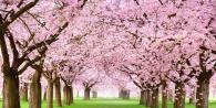 When does sakura bloom in Japan?