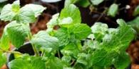 How to plant mint with seeds and seedlings in open ground
