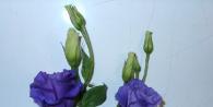How to grow eustoma from seeds at home?