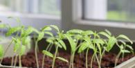 Tips for growing tomatoes outdoors