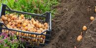 Compatibility of vegetable crops What can be planted between rows of carrots