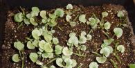 Dichondra planting and care photo growing from seeds at home and in the open field