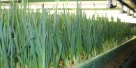 Homemade installation for growing green onions - pen