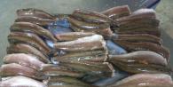 Fried hake Hake in the oven with sour cream sauce