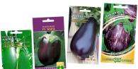 Eggplants in a greenhouse: growing and care