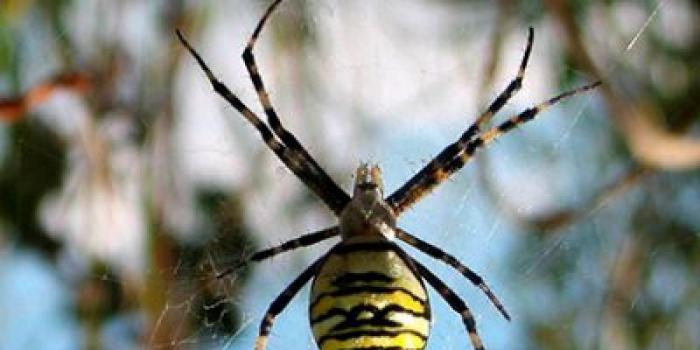 Video signs and superstitions about spiders