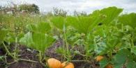 How to feed a pumpkin in August so that it is well kept and sweet