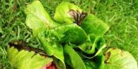 Leaf lettuce - diseases and pests, how to fight