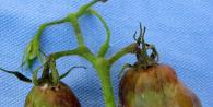 How to deal with late blight tomato Is it possible to eat tomatoes affected by late blight