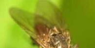 Sprout flies - pests of grain crops