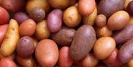 Potato yield in different zones