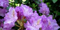 Rhododendron: beneficial properties of the plant, growing technology and care Radedorm flowers planting and care