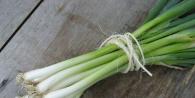 Onion: growing and care, description of varieties, harvesting and storage of the crop How to water the onion so that it grows well