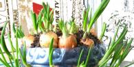 The nuances of growing onions for greens in egg cells