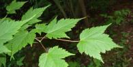 What does an autumn maple look like: features, description and interesting facts Norway maple species